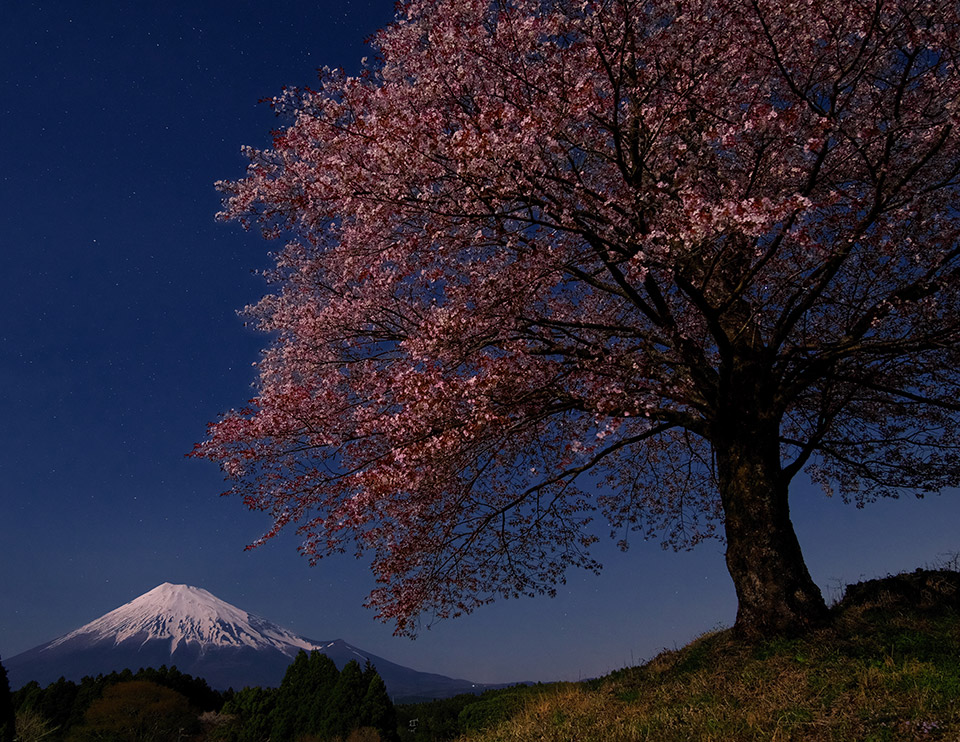 グランプリ（富士山写真部門）　植松 之裕さんの作品「春の月夜のハーモニー」